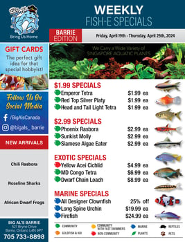 Big Al's - Barrie - Weekly Flyer Specials